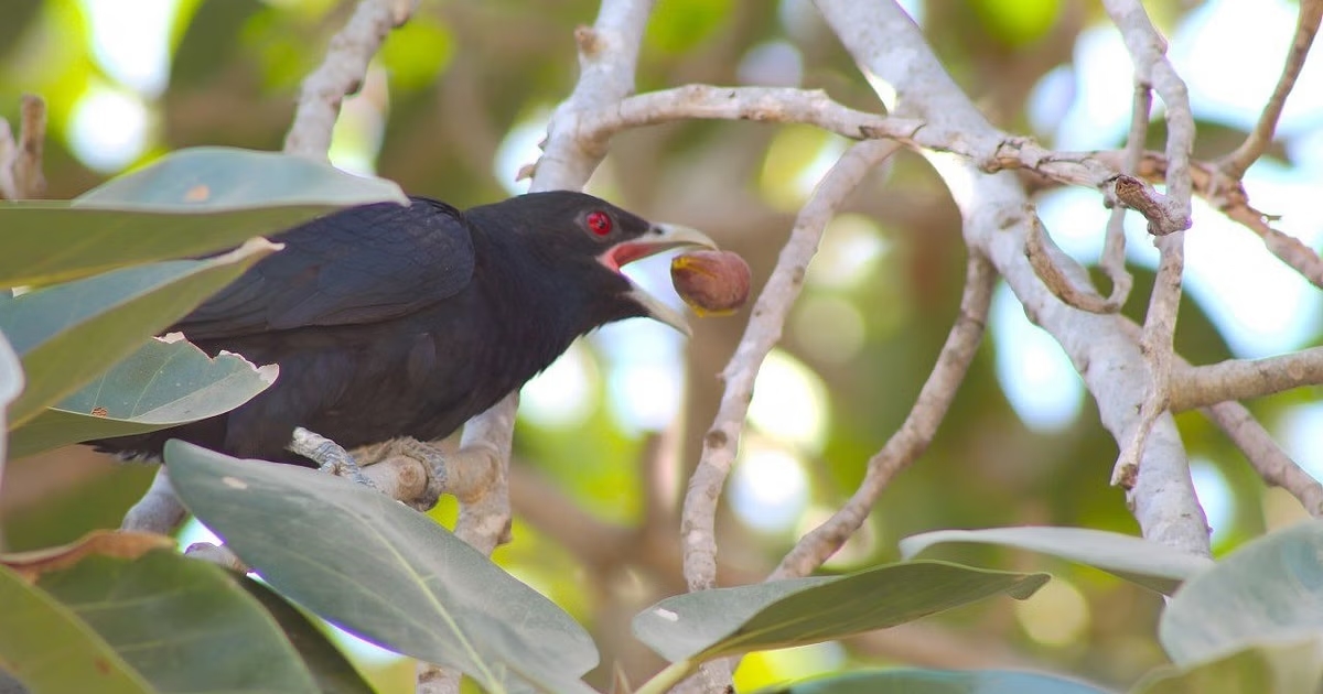 Decline in koel (nightingale) sightings raises concern in Bengaluru - News Karnataka