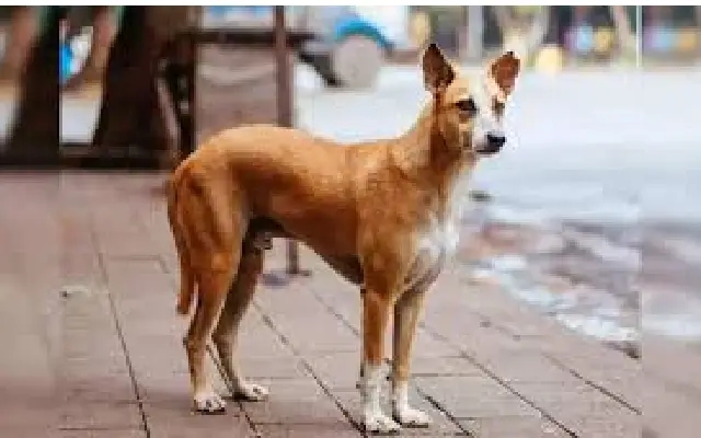 Disturbing Incident of Animal Cruelty Reported in Delhi, Investigation Underway - News Karnataka