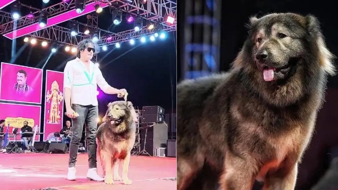 ED exposes fraud behind ₹50 crore wolfdog claim - News Karnataka
