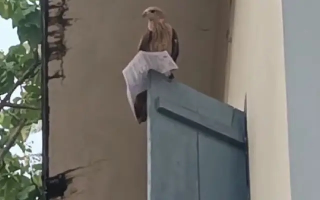 Eagle Snatches Teacher’s Hall Ticket Minutes Before Exam in Kasaragod - News Karnataka