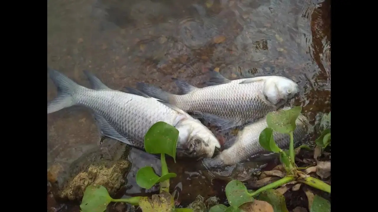 Fish deaths at Kelgeri tank raise alarm over pollution, untreated sewage - News Karnataka