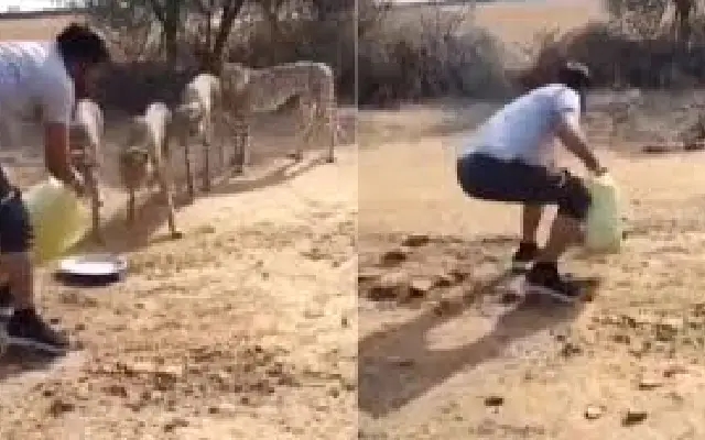 Forest Department Driver Faces Suspension for Offering Water to Cheetahs - News Karnataka