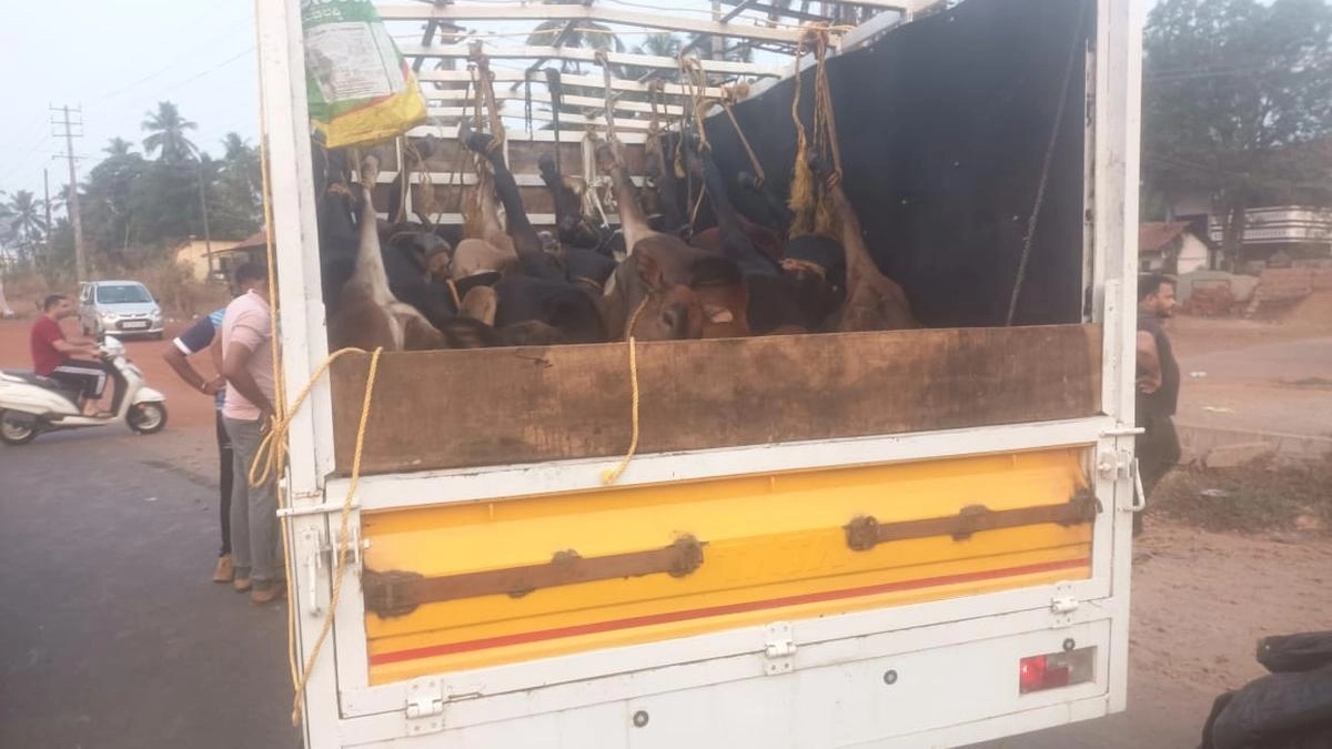Four arrested for illegal cattle transport in Bajpe - News Karnataka