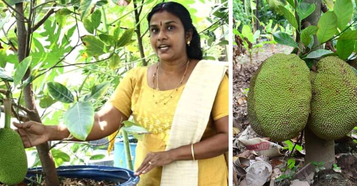 Growing a jackfruit tree with your kids: A fun and rewarding adventure - News Karnataka