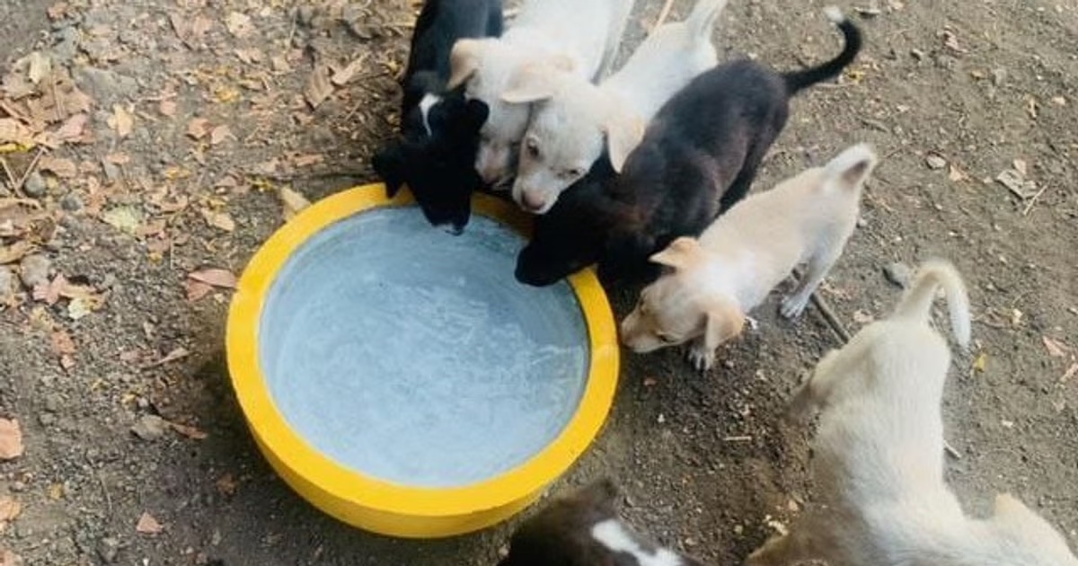 Heatwave takes a toll on Bengaluru’s birds and strays: Citizens, NGOs step in to help - News Karnataka