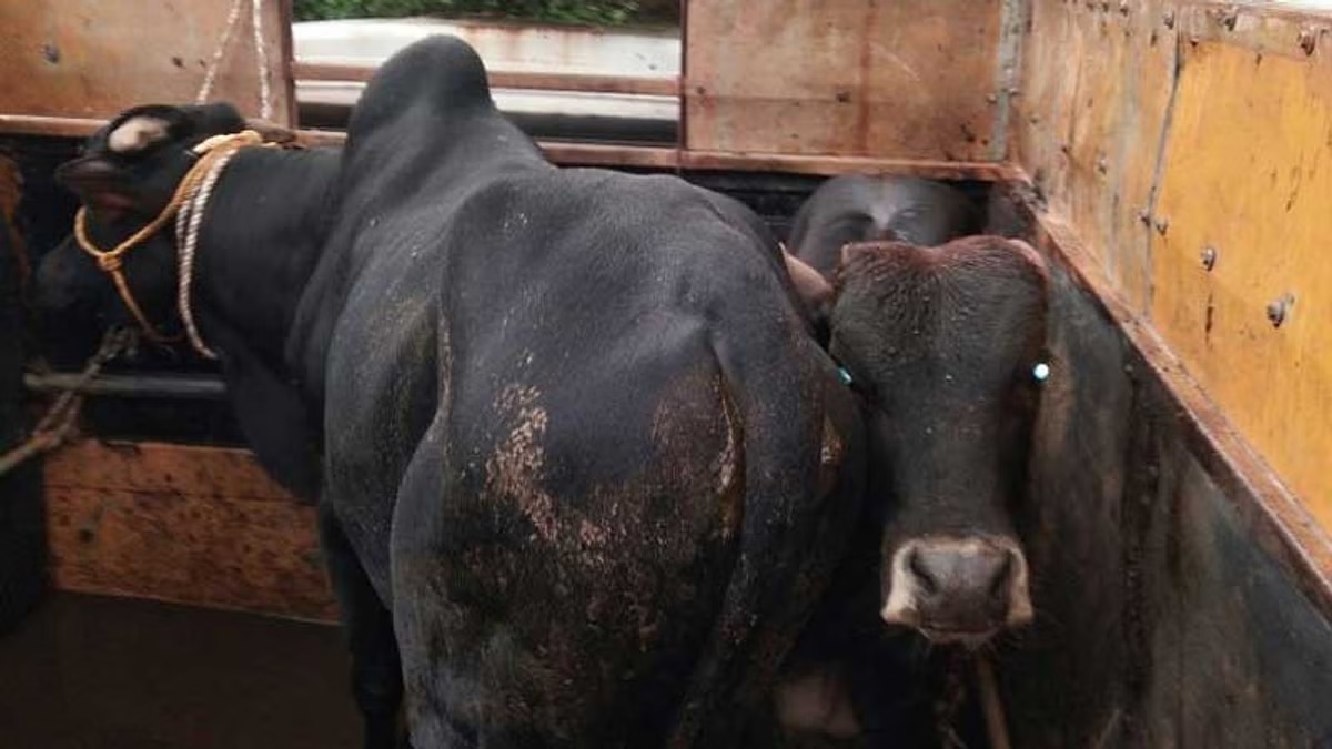 Illegal cattle transport busted near Mangaluru; driver flees scene - News Karnataka