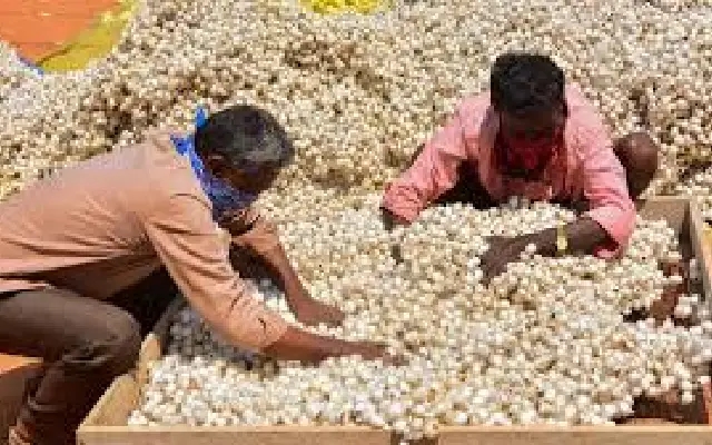 Karnataka’s Silk Dreams Fray as Raw Silk Production Faces Sharp Decline - News Karnataka