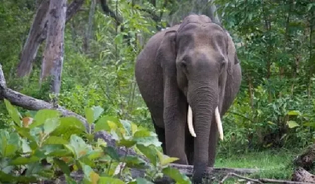 Lone wild elephant kills woman near Perlampady in sudden attack - News Karnataka