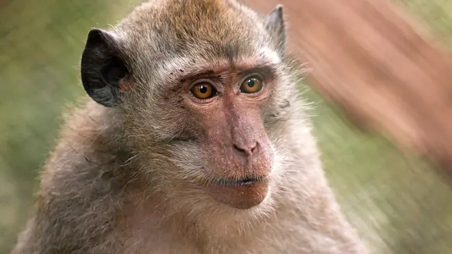 Monkeys roam around Dharwad, villagers scared to leave homes - News Karnataka