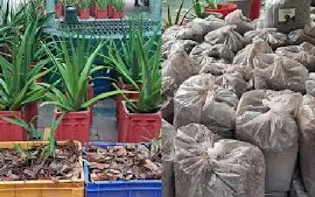 Ranni Panchayat Bans Dry Leaf Burning, Turns Waste into ‘Success’ Fertiliser - News Karnataka