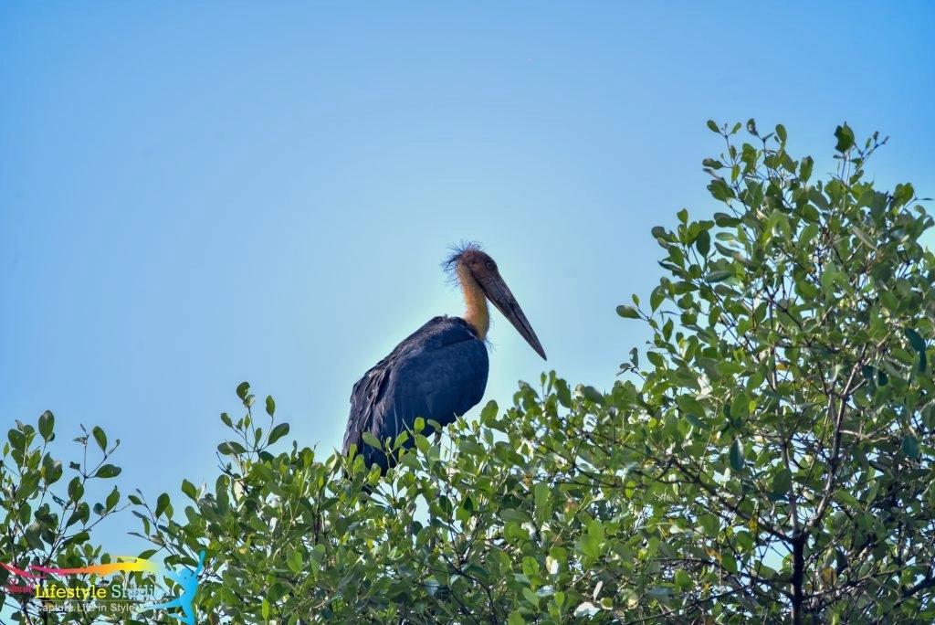 Shivamogga bird lovers turn saviours as mercury hits 40°C - News Karnataka