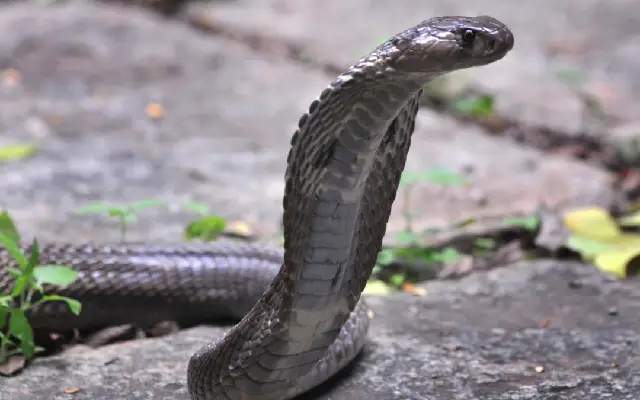Grieving family spares snake that bit their son, releases it into the wild - News Karnataka