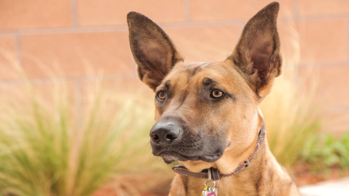 Sniff of justice: Police dog Tara cracks murder case in an hour - News Karnataka