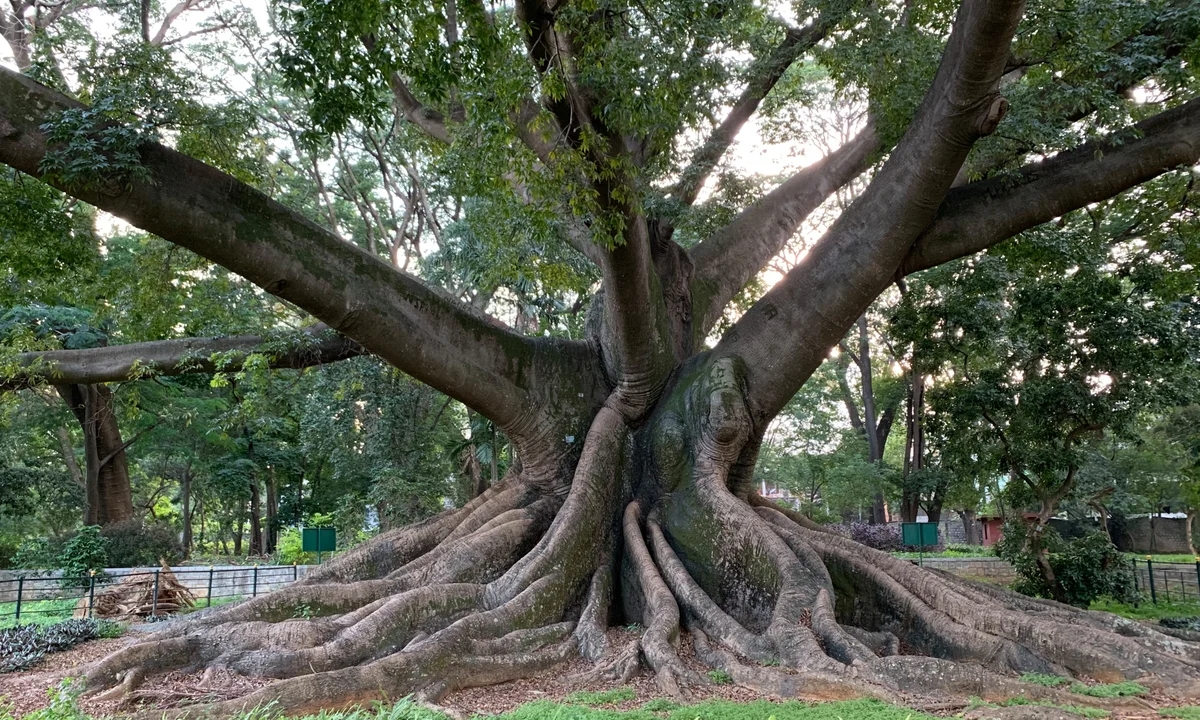 The man who told stories through Bengaluru’s trees and gardens - News Karnataka