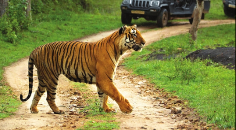 Bengaluru's outskirts see growing tiger population - News Karnataka