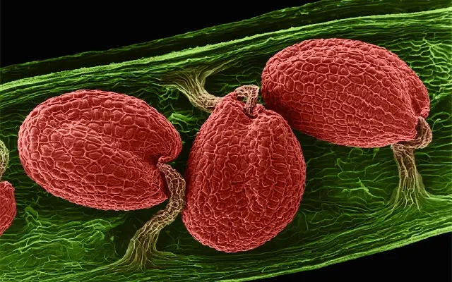 Hidden Gateways: Tiny Plant Reveals Big Secrets About Seed Growth - News Karnataka