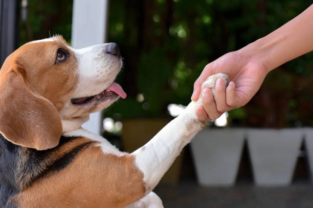 Train your dog the smart way: simple fixes for big problems - News Karnataka