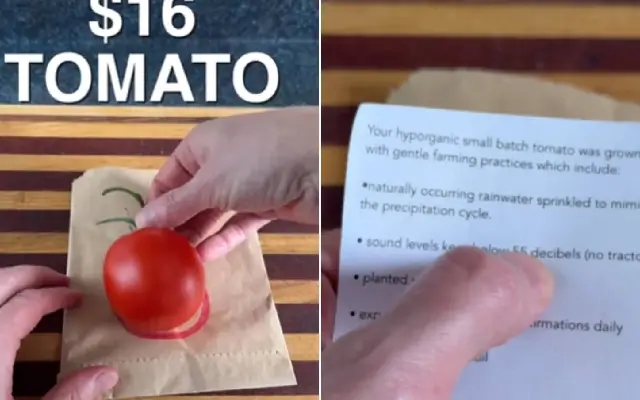 Viral Video Features $16 Tomato with ‘Resume', Leaves Viewers Amused - News Karnataka