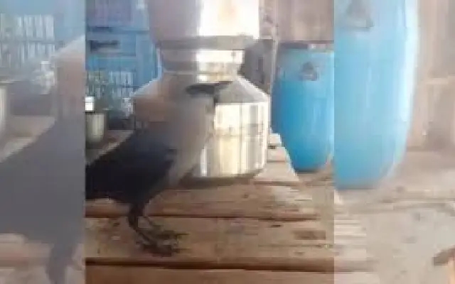 Viral Video: Crow Mimics Human Speech After Being Cared for by Woman in Palghar - News Karnataka