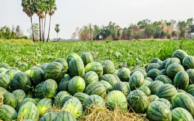 Watermelon Farmers Crushed by Rains and Low Prices - News Karnataka
