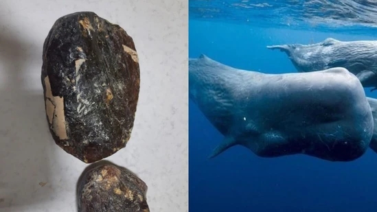Whale vomit worth ₹10 crore seized in Kodagu smuggling bust - News Karnataka