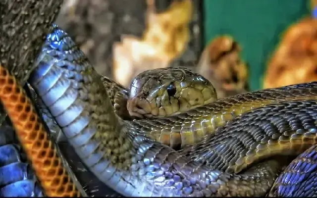 Snake Spectacle: 75,000 Serpents Take Over Canadian Dens - News Karnataka