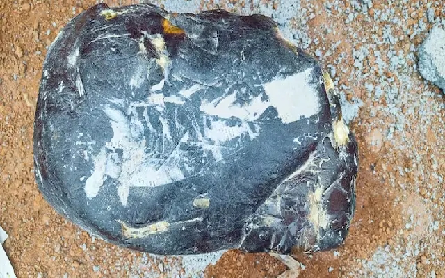 Kodagu Police Seize ₹10 Crore Worth ‘Floating Gold' in Major Wildlife Crime Bust - News Karnataka