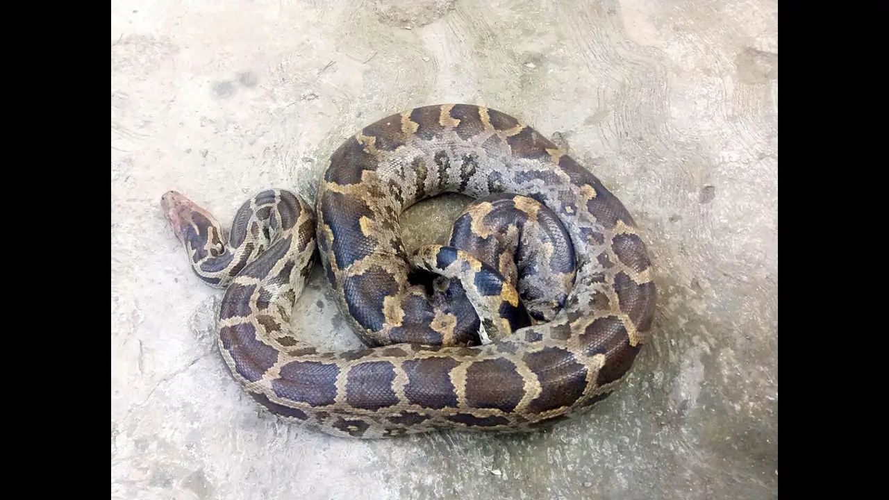 23 python babies hatch successfully after expert rescue on university campus - News Karnataka