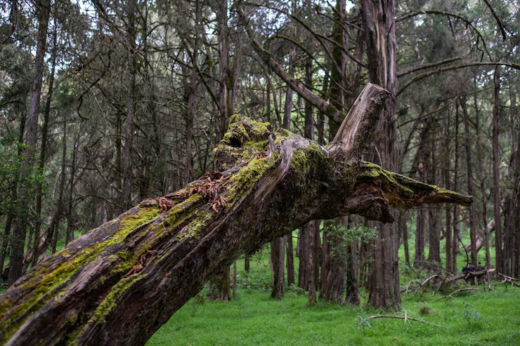 A giant falls in Lalbagh: 150-year-old tree brought down by rains - News Karnataka