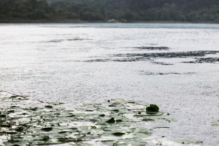 Bellandur Lake foams again as pollution woes rise with the rains - News Karnataka