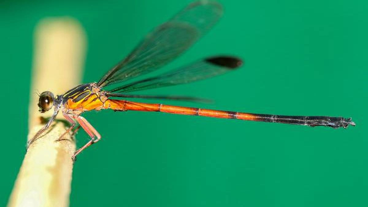 Belvai to host first Odonata Workshop, spotlight on dragonfly diversity - News Karnataka