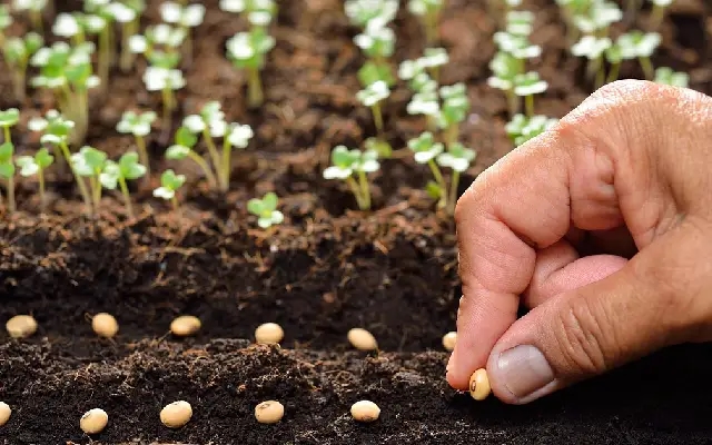 Bengaluru Workshop Plants Seeds of Urban Agriculture and Greener Cities - News Karnataka