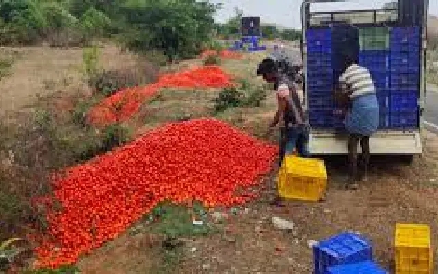 Chikkaballapur’s Tomato Farmers in Crisis as Prices Crash, Crops Rot in Fields - News Karnataka