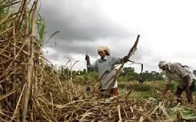 DC Cracks the Whip: Timely Payouts and Clean sugarcane Season Mandated - News Karnataka