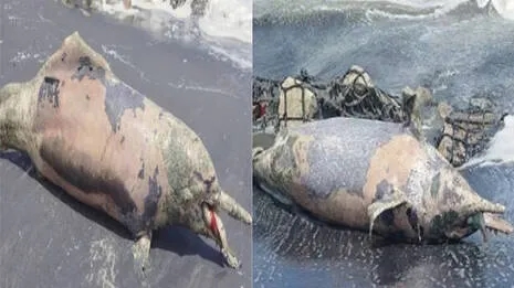 Dead dolphin found on shore amidst cargo debris - News Karnataka