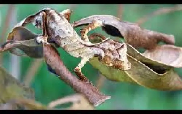 Death by Deception: 5 Animals That Fake It to Survive, Seduce, or Snack - News Karnataka