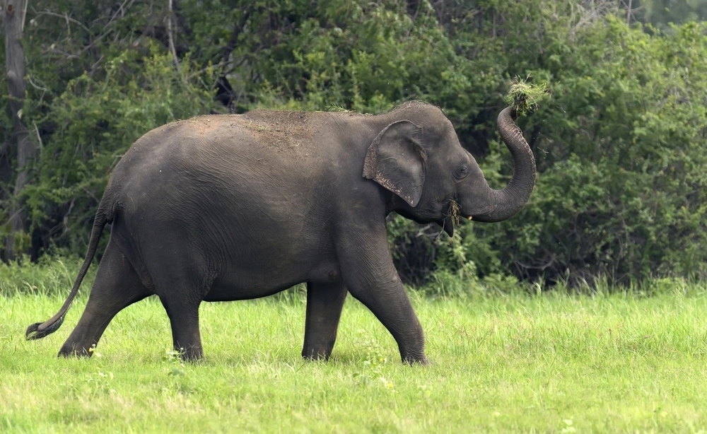 Karnataka HC Issues Slew Of Directions To Minimize The Risk Of Elephants Succumbing To Death By Electrocution - News Karnataka