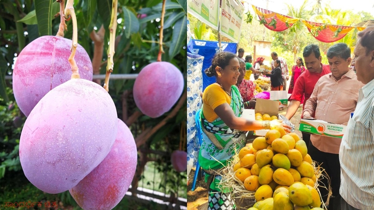 Dharwad’s mango magic returns: Mango Mela to offer sweet relief and fair prices - News Karnataka