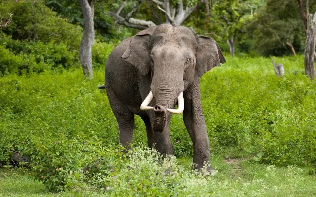 Lone Elephant Sparks Panic at Temple Festival in Belur - News Karnataka
