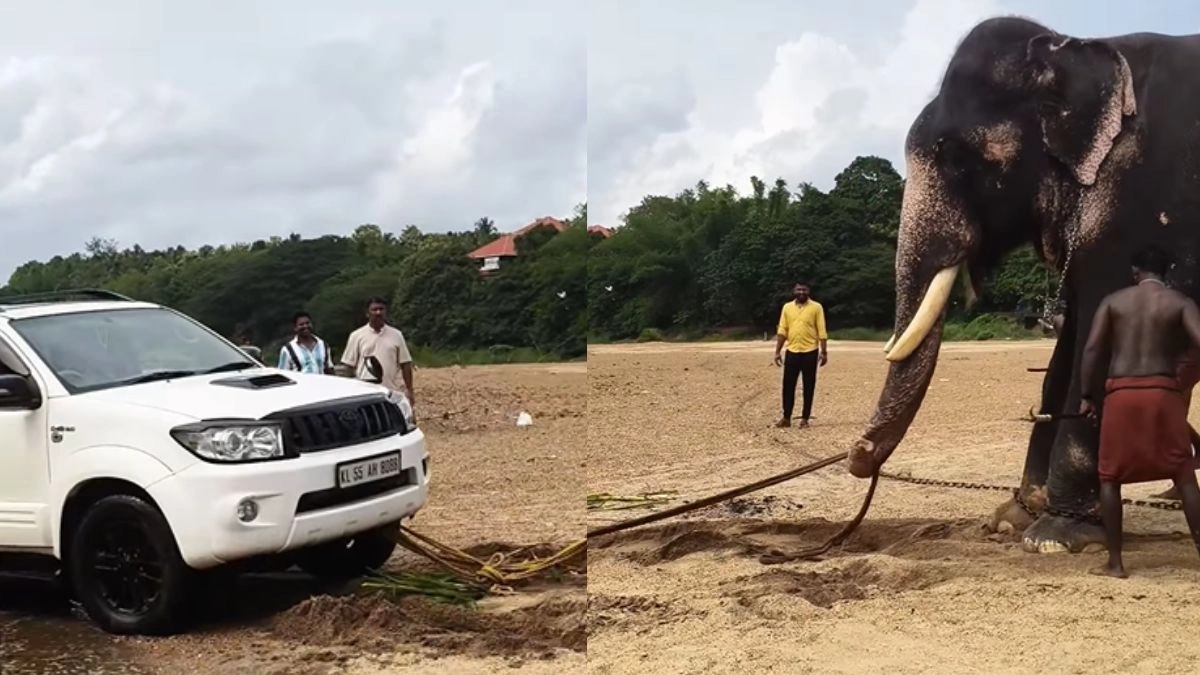 Elephant single-handedly pulls SUV out from river - News Karnataka