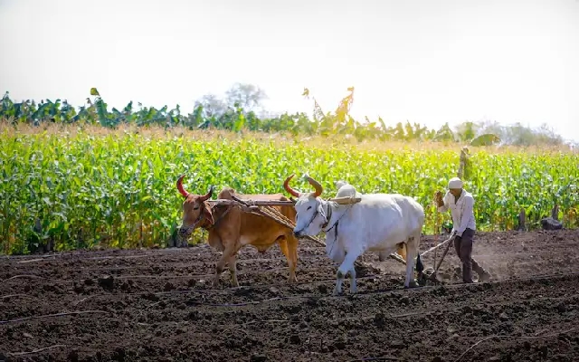 Rains Revive Farming Hopes in Ballari, Sowing Gains Momentum - News Karnataka