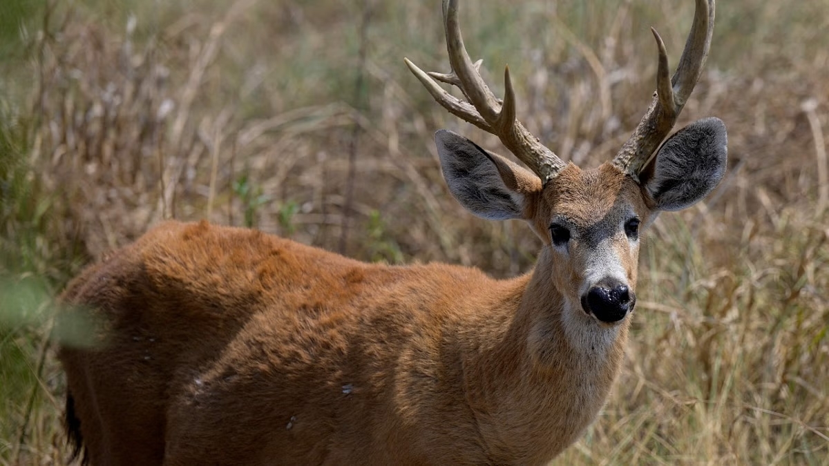 Four arrested for hunting, killing and cooking deer in Wayanad sanctuary - News Karnataka