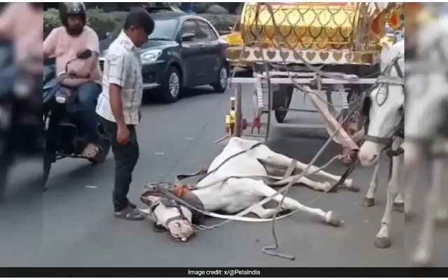 Heatstroke Horror in Kolkata: Viral Video of Collapsing Horse Sparks Outrage - News Karnataka