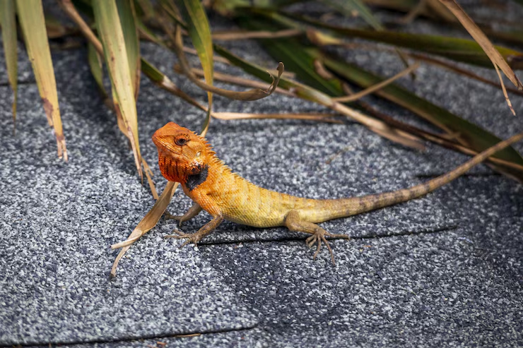 Horror in Bangkok as monitor lizard found feeding on abandoned newborn - News Karnataka