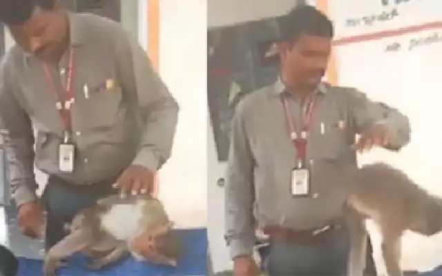 Incredible Intelligence: Injured Monkey Seeks Help at Karnataka Vet Clinic - News Karnataka