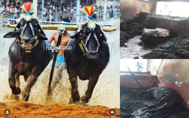 Fire Destroys Kambala Huts in Karkala Due to Electrical Short Circuit - News Karnataka