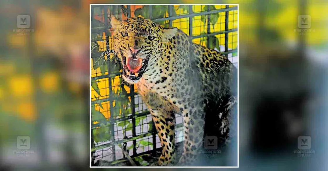 Leopard caught instead of tiger in trap, locals protest release - News Karnataka