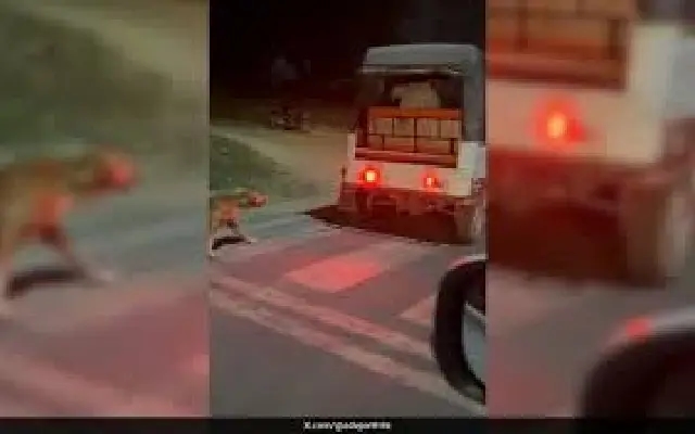 Man Arrested for Animal Cruelty After Video Shows Dog Being Dragged by Auto - News Karnataka