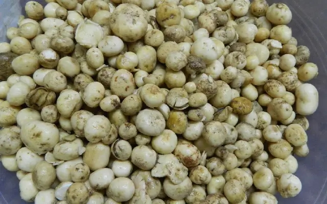 Monsoon’s Hidden Gem: Gud Gud Alambe, Mangalore’s Thunder Mushrooms Delight Locals - News Karnataka