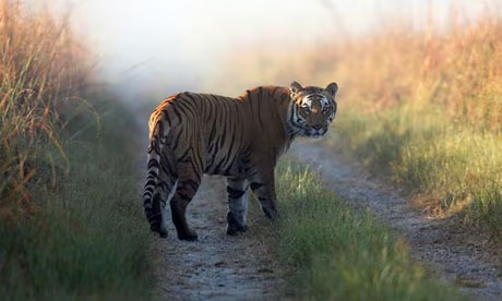 Poachers kill two gaurs in reserve forest, key accused on the run - News Karnataka